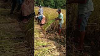 Beutiful day rice harvesting in hand rice harvest shorts farming viralshorts [upl. by Asylem285]