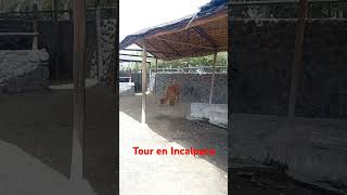 Tour en Arequipa incalpaca llamas vicuñas y huanacos [upl. by Asiil]