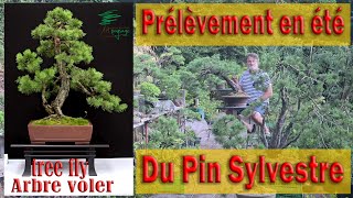 Prélèvement du pin Sylvestre en été pour en faire des bonsai [upl. by Madanhoj]