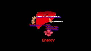 Amino Acids amp Energy output Metabolism Made Easy [upl. by Cioban213]