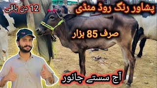 Ring Road Maweshi Mandi Peshawar Sastay or Chotay Janwar Bakra Mandi Pakistan Eid Qurbani 2024 [upl. by Rochette]