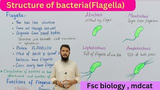 Flagella and their functions  bacterial cell structure  class 11 [upl. by Vullo630]