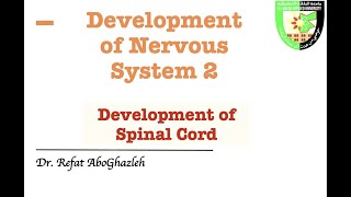 Development of Spinal Cord [upl. by Kirimia]