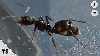 The worlds most frustrating pet ants  rainbow ants [upl. by Uhile]