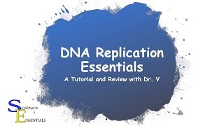 DNA Replication Essentials  Dr V [upl. by Arotal]