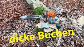 Buchen fällen mit Stihl [upl. by Aarika474]