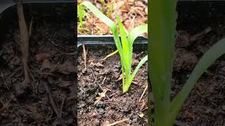 Yucca rostrata seedling 5 months yucca tree plant shorts [upl. by Reuben926]