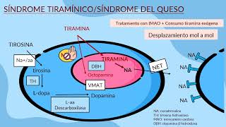 8Farmacología de la neurotransmisión adrenérgica 2023 Cátedra 1 FMed UBA turno lunes [upl. by Tyre]