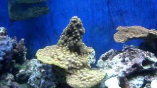 Reef Aquarium Hitchhiker Worms Spawning amp Reproducing [upl. by Nirraj]