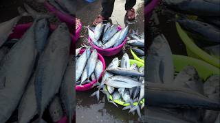 ससुन डॉक A TO Z माहिती  मुंबईचा मोठा मच्छी मार्केट  Sassoon Dock Fist Market Biggest Fish Market [upl. by Wonacott]