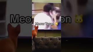 Meaow Tyson 🥊 miketyson boxing cat funny shorts [upl. by Wyon]