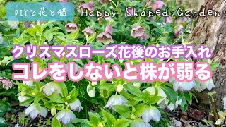 クリスマスローズの花後のお手入れ、コレをしないと株が弱り来年の花数が減っちゃうかも？【園芸・ガーデニング・クリスマスローズ・お庭の桜が満開・ビオラも満開・田舎暮らしガーデニング】 [upl. by Munson434]