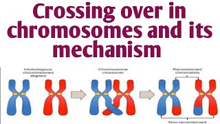 Crossing over  mechanism of crossing over 12th biology [upl. by Patman]