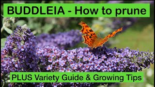 BUDDLEIA – HOW TO PRUNE plus VARIETY GUIDE amp GROWING TIPS FOR THE BUTTERFLY BUSH [upl. by Ramberg187]