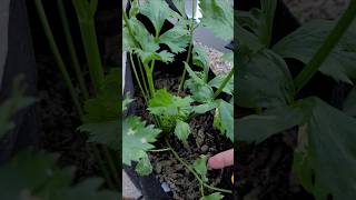 Anorexic Celery growingincontainers gardenhealth [upl. by Nosimaj50]