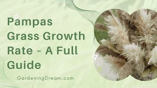 Pampas Grass Growth Rate – A Full Guide [upl. by Haelak]