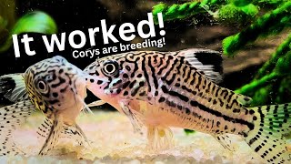 Unbelievable Results of Cory breeding project Cory eggs amp fry [upl. by Hynes]