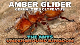 THE ANTS UNDERGROUND KINGDOM  AMBER GLIDER CEPHALOTES CLYPEATUS [upl. by Delahk903]