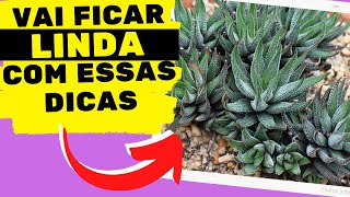 Aprenda como cuidar de HAWORTHIA FASCIATA com 6 DICAS INCRÍVEIS [upl. by Wilson71]