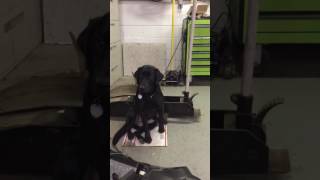 Idiopathic Head Tremor Episode  ten month old black Labrador [upl. by Anivahs]