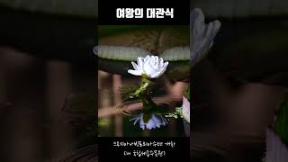 여름정원의 여왕 크루지아나빅토리아 수련이 피었습니다 Vitoria cruziana [upl. by Jueta789]