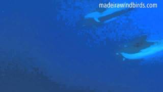 Swimming with Common Bottlenose Dolphin Tursiops truncatus in Madeira Portugal [upl. by Adamski]