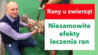 Jak szybko wygoić rany u zwierząt [upl. by Yelsha]