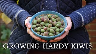 Growing hardy kiwis [upl. by Moguel]