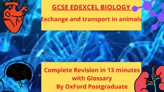 GCSE EDEXCEL Biology Exchange and transport in animals Complete revision Summary 13 minutes [upl. by Jeffcott]