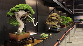 Hwa Fong Bonsai exhibition 2017 [upl. by Asiuol]