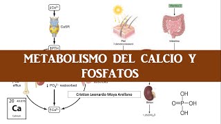 🔴 FISIOLOGÍA DEL CALCIO Y FOSFATOS FUNCIONES REGULACIÓN VITAMINA D PTH CALCITONINA [upl. by Laved]