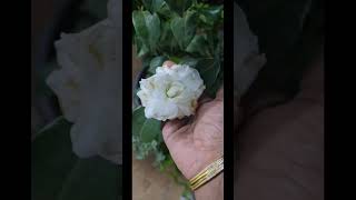 Camellia Azalea flower plantplantsngardens shortsvideo [upl. by Nirro450]