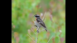 Whinchat  Buskskvett Nikon Z9 [upl. by Cinimod459]