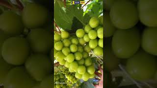 The Shocking Truth About Grapes You Never Knew [upl. by Standish547]