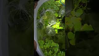 Controlling Water Lettuce Growth2 [upl. by Regan929]