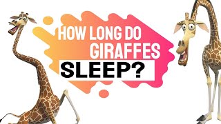 How long do giraffes sleep a day in the wild How and why  The Animal Planet [upl. by Snyder537]