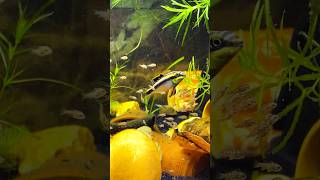 Kribensis FRY Babies kribensis breeding cichlid plantedaquarium kribs fries SRJxtra [upl. by Devy]