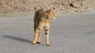 Jungle Cat vs Yellowthroated Martens rare video [upl. by Aggi]