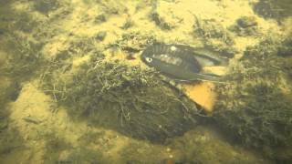 Plain Pocketbook Freshwater Mussel Displaying Lure  Manchester University Environmental Studies [upl. by Lynda]