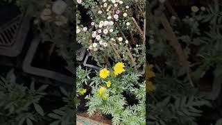 🌺🌺🌹 flowershopviralvideo animalplanet FlowersComedy [upl. by Luapnoj]