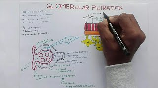 Glomerular Filtration GFR and Factors Affecting Glomerular Filtration RateGFR [upl. by Etat]