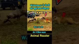 Wildebeest ने शेरनी को चिढ़ाया Lioness vs wildebeest Wait For lion lioness wildebeests shorts [upl. by Aylmer]