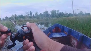 Casting toman bunga rawa Kalimantan ‼️ CASTING KERANDANG  Episode 97 Mancing Ikan Kerandang [upl. by Bascomb]