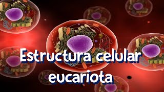 Eucariotas Estructura celular [upl. by Itisahc]