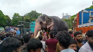 How an elephant transported in truck l ukkens kunju [upl. by Nahshon]