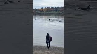 Onlookers Enjoy Magical Encounter With Orcas but Experts Perplexed [upl. by Tildy590]