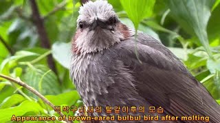 직박구리새의육아나비Browneared bulbul Bird parenting and molting Nabi [upl. by Sholem]