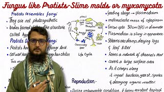 Fungus like protists  slime molds or myxomycota  class 11 [upl. by Inneg86]