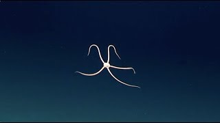 Rare video of Brittle Star swimming in deep ocean [upl. by Premer]