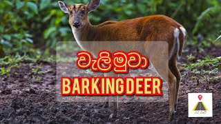 වැලි මුවා  Barking deer barkingdeermuntjacwilddeerdeernaturewildlifeanimalanimalscute [upl. by Dow904]